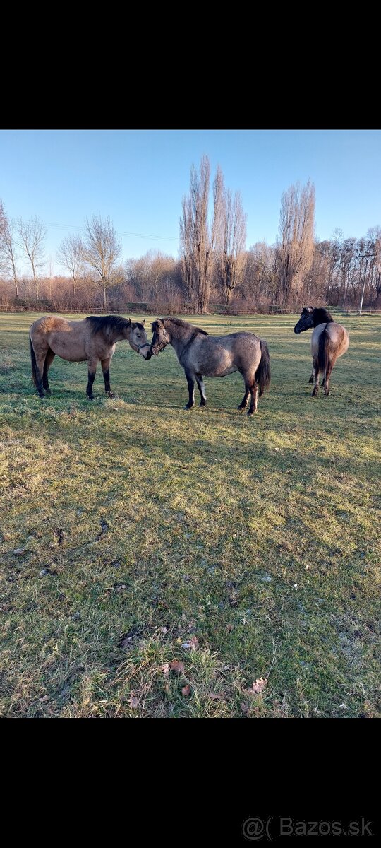Polski konik (Tarpan)