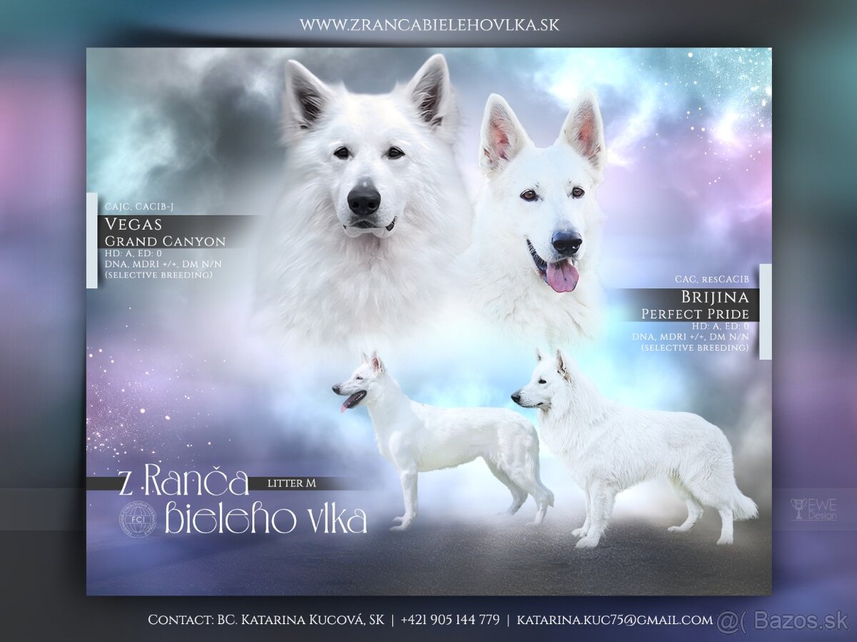 Zimný vrh Biely švajčiarsky ovčiak