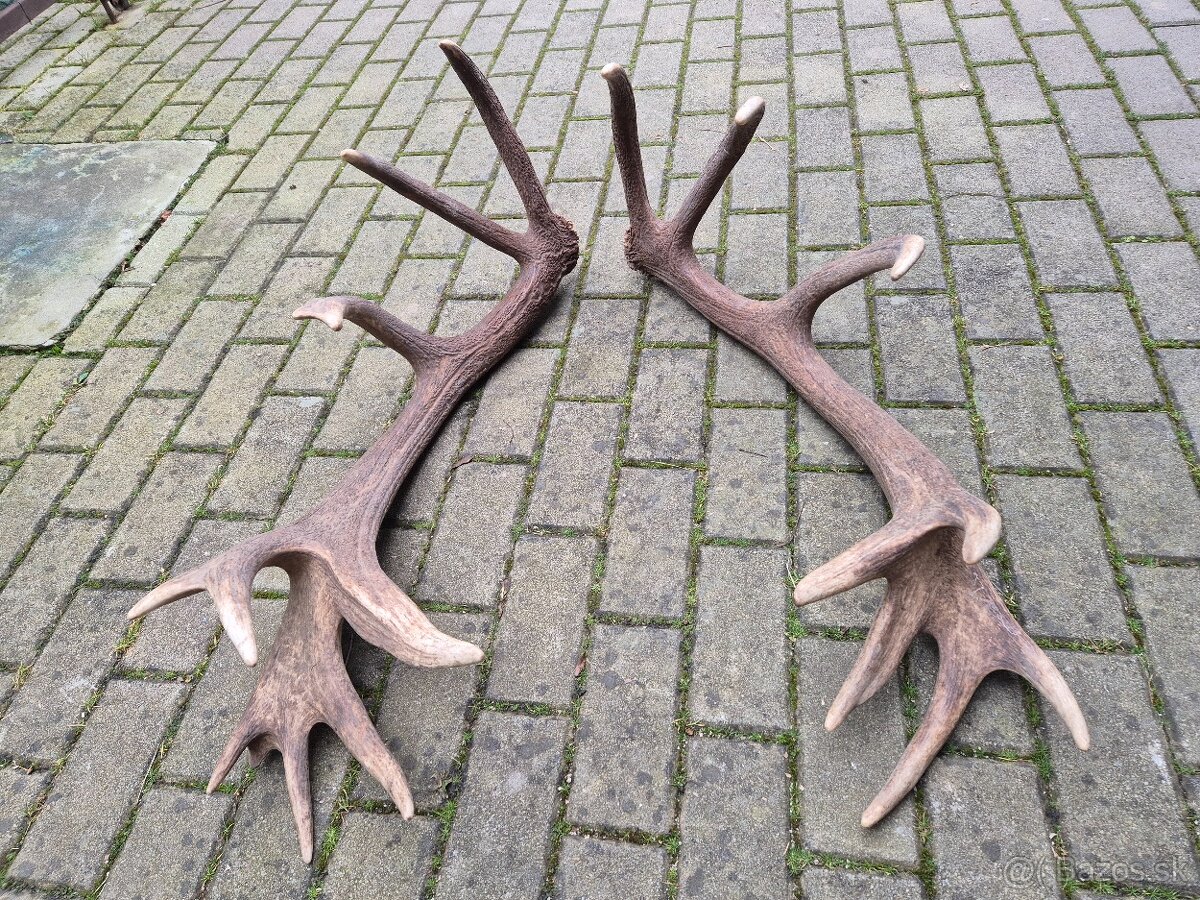 Trofej trofeje paroh parohy parozie zhody