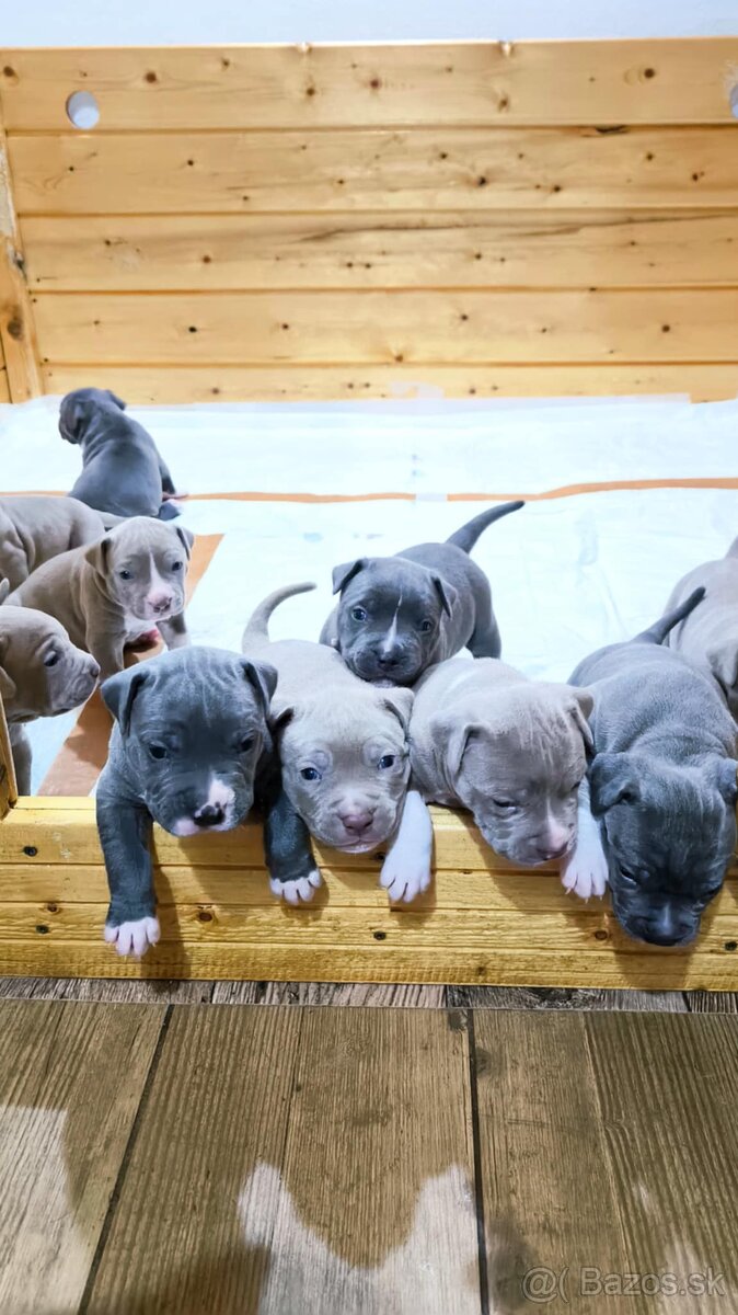 Štěňátka American Bully XL - registrace ABKC  (Jihlava CZ)