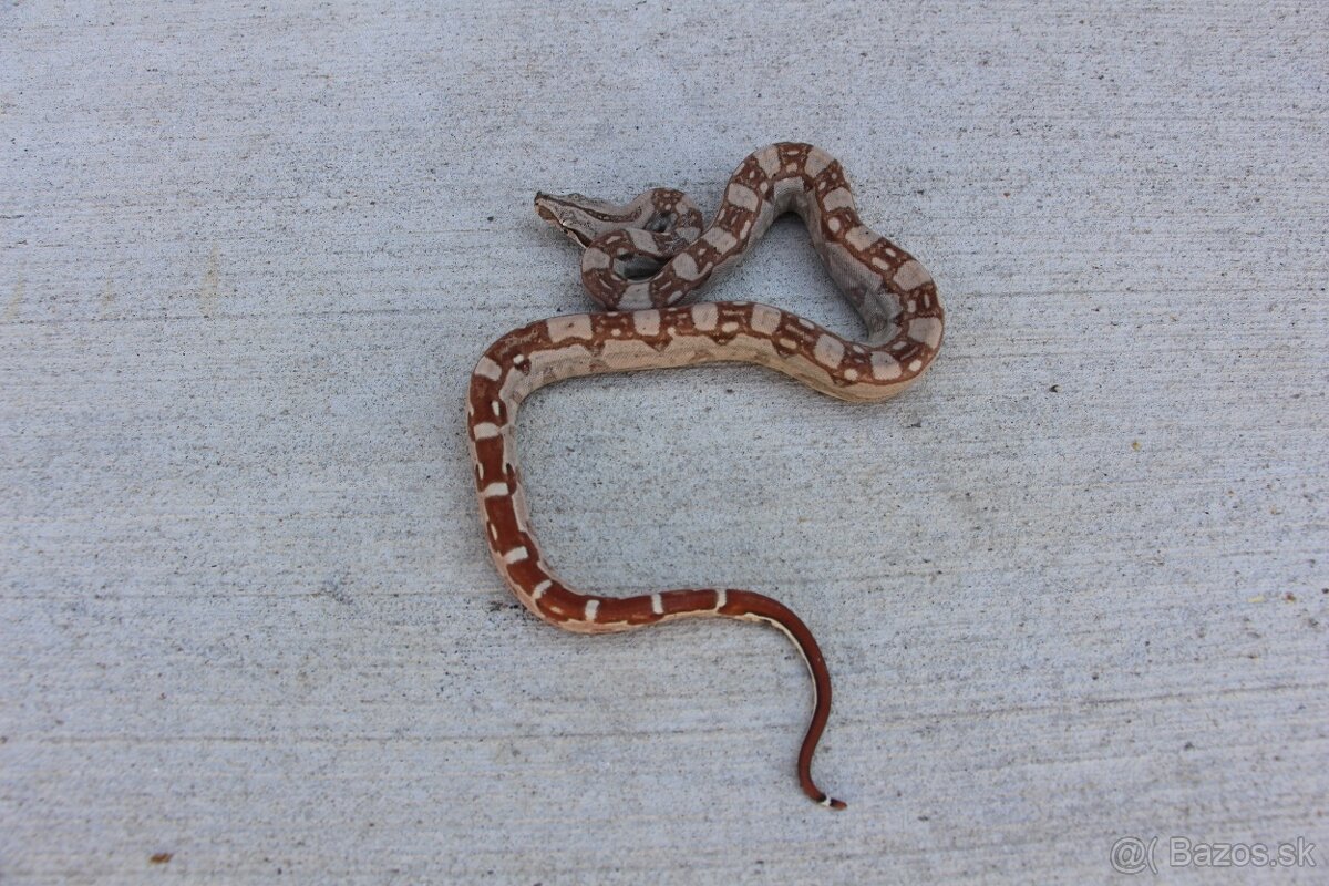 Veľhad kráľovský, Boa constrictor