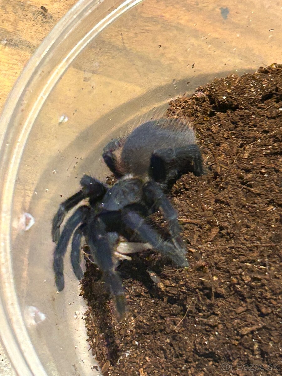 Predam pavúka plus terarium a nejaké veci k pavúkovi