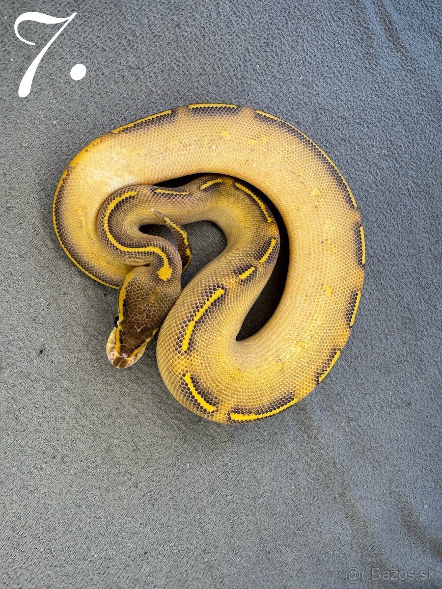 Predám nádherne mladata Python Regius 2024