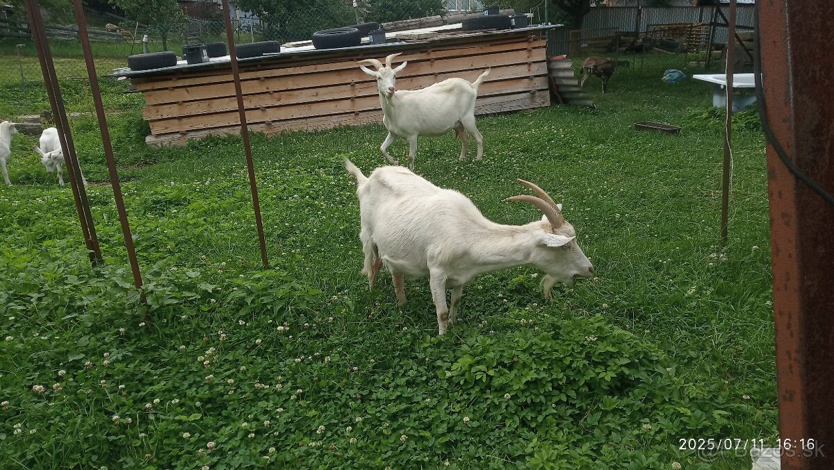Predám Kozu