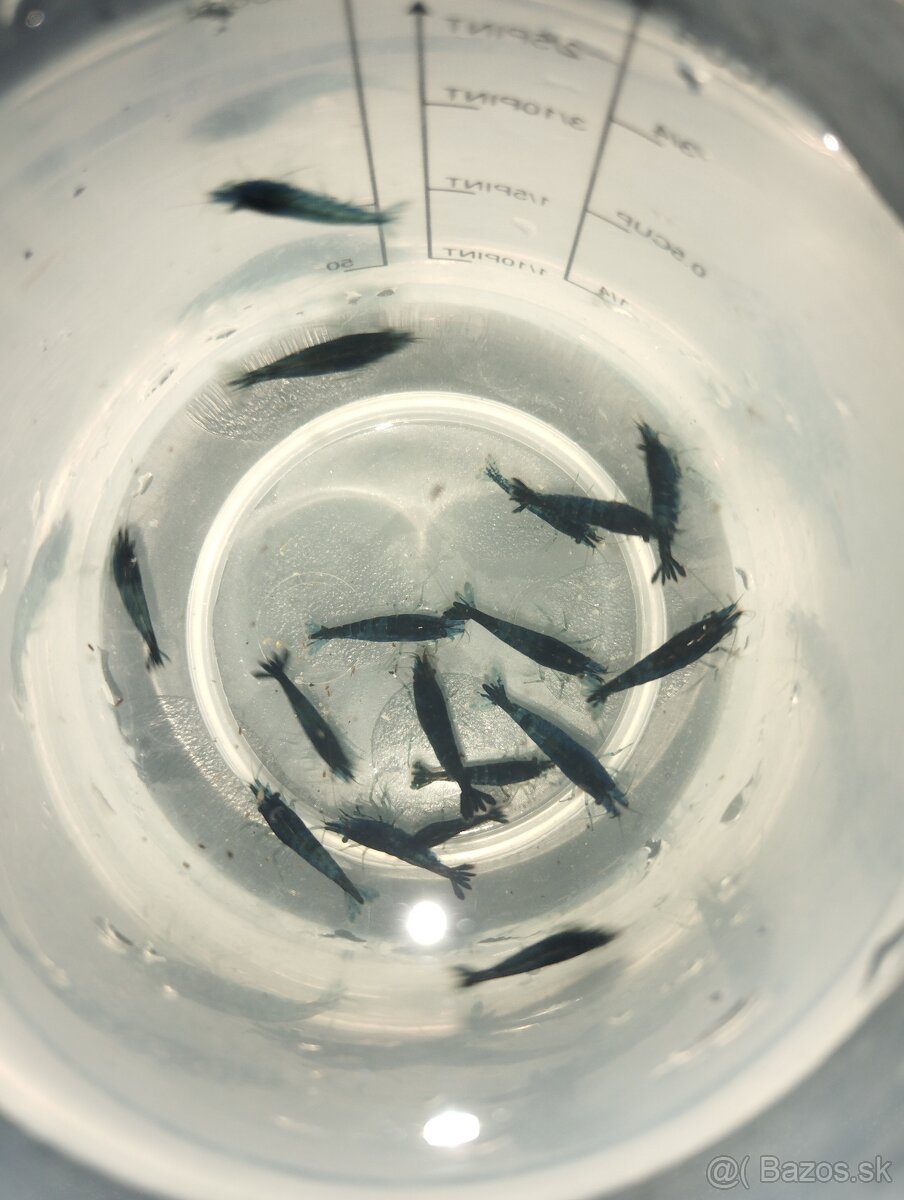 🦐KREVETKY🦐 Neocaridina 💙Blue Dream💙