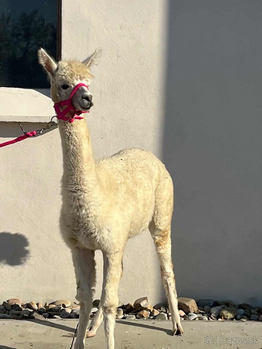 VÝHODNÁ CENA Alpaka samica