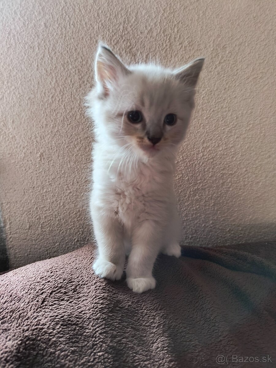 Ragdoll mačiatka