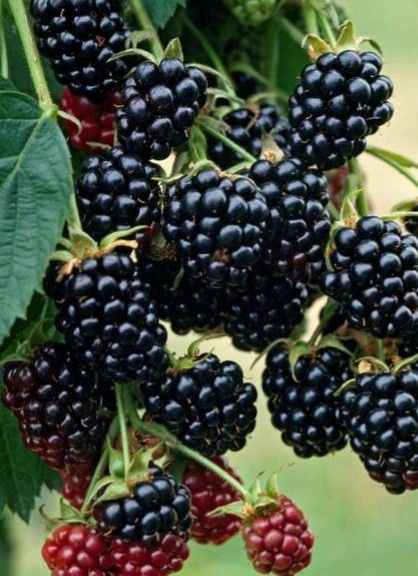 Beztŕňové černice THORNFREE