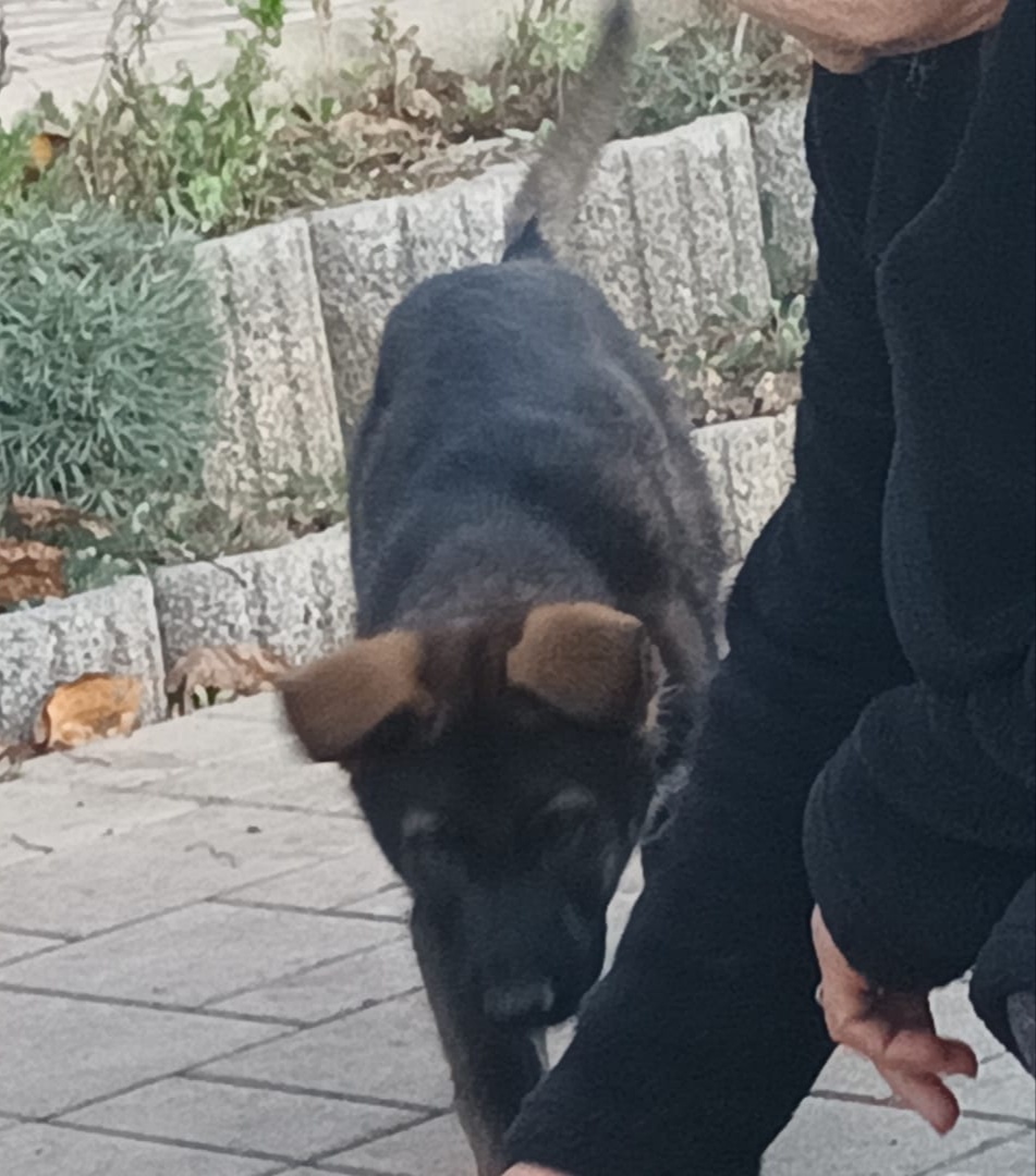 Nemecký ovčiak s PP