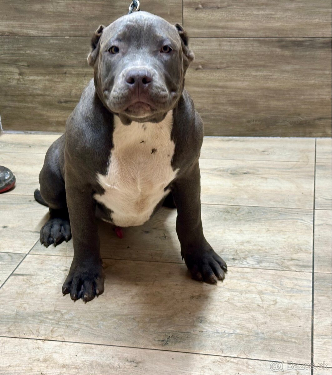 American Bully XL