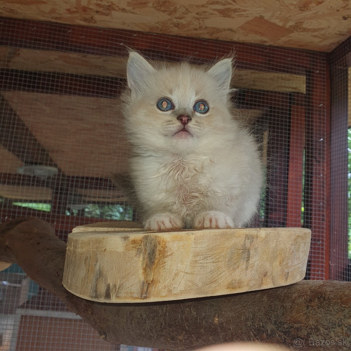 Ponukam maciatka ragdoll