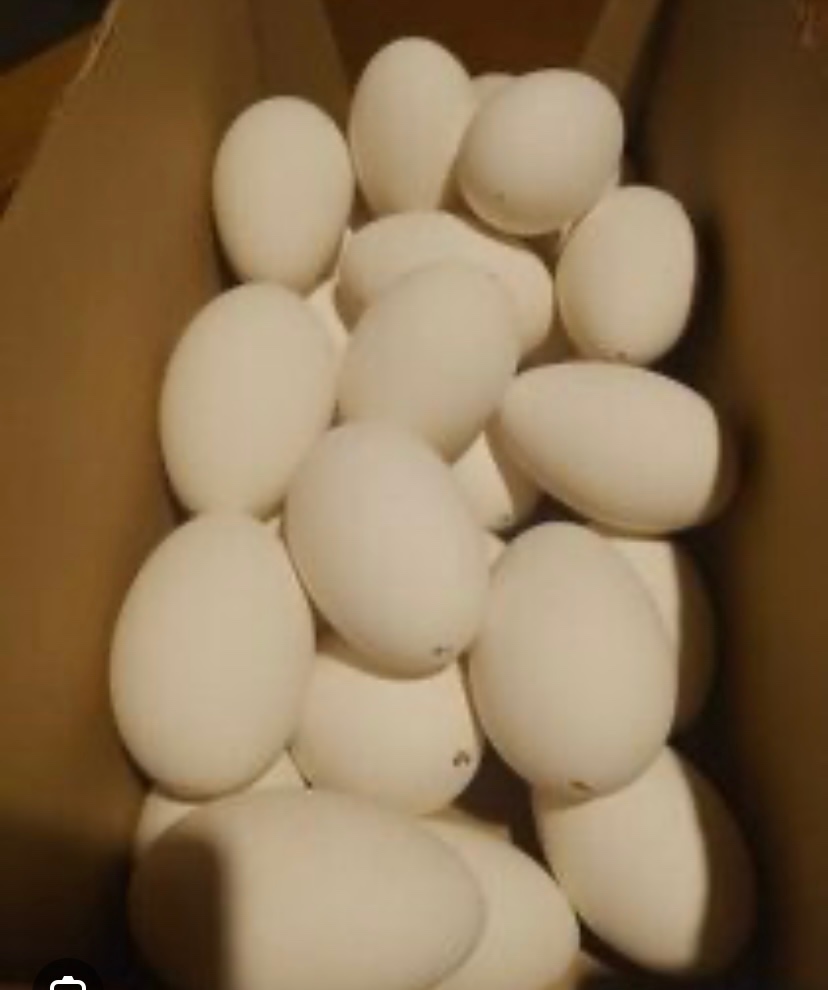 Predám vyfúknuté husacie vajíčka