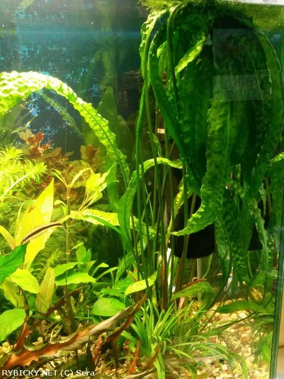 Cryptocoryne Aponogetifolia