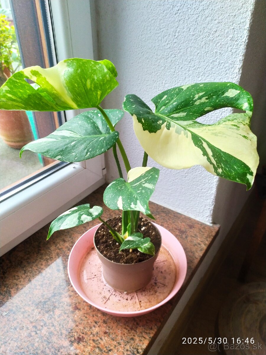 Monstera panašovaná