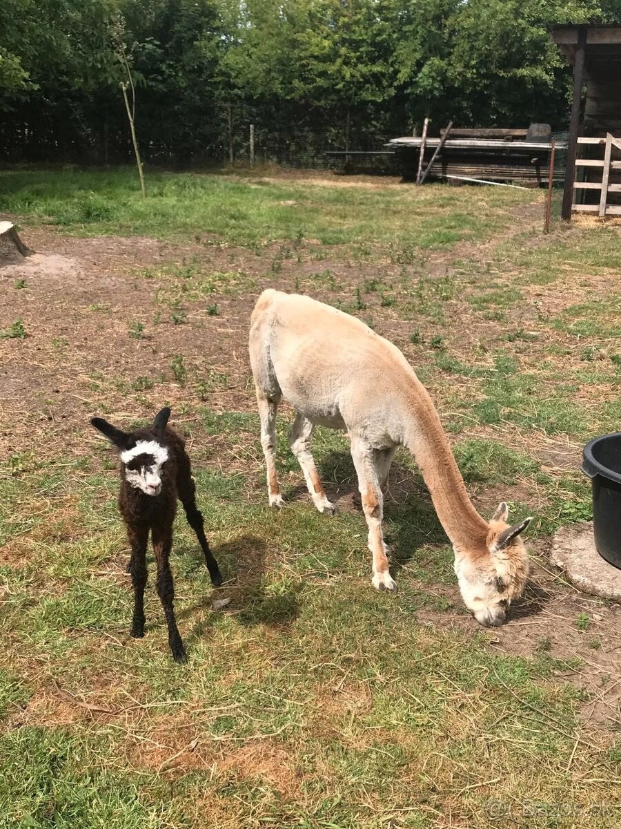 Alpaka+mladá samica