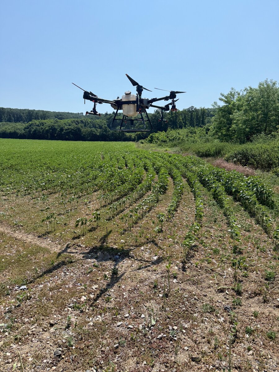 Postrek slnečnice/kukurice dronom