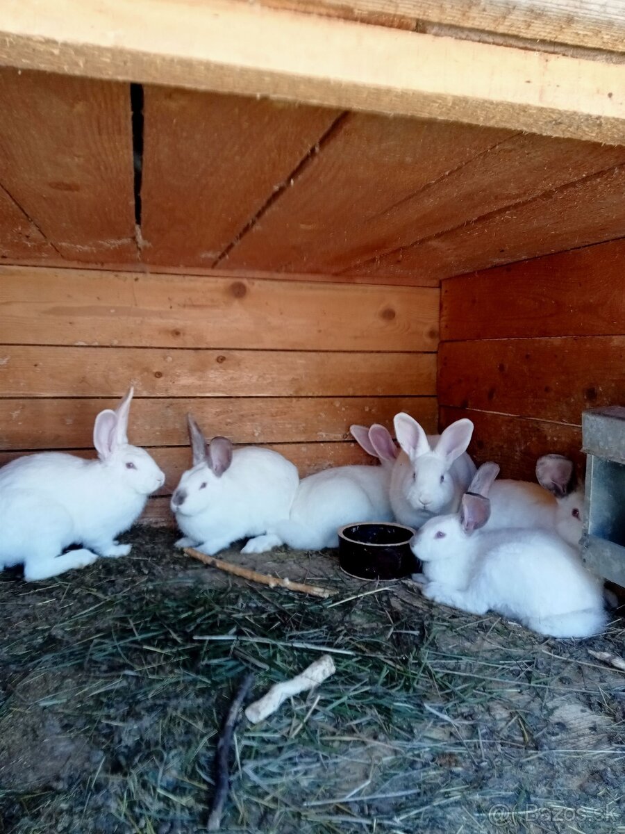 kraliky HYLA na ďaľší chov