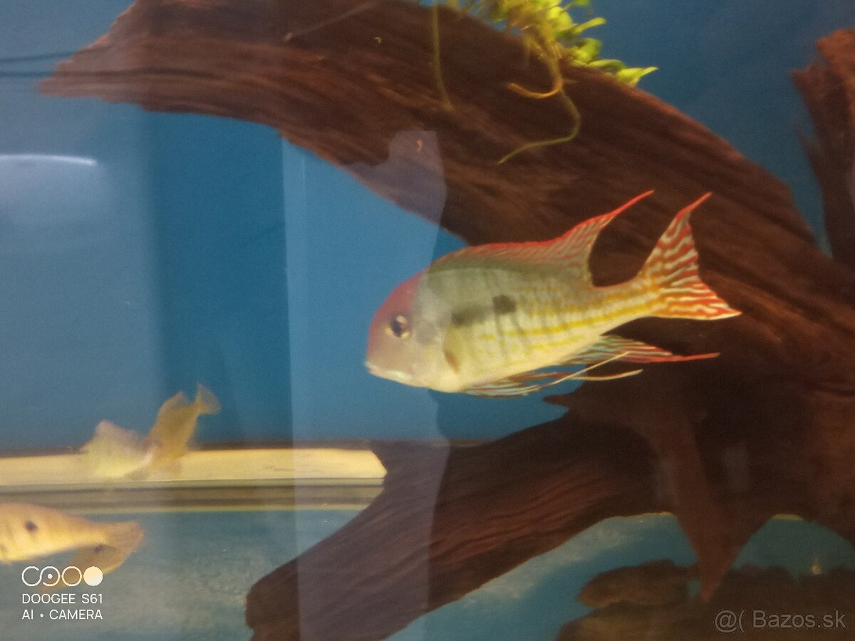 Geophagus red head tapajos