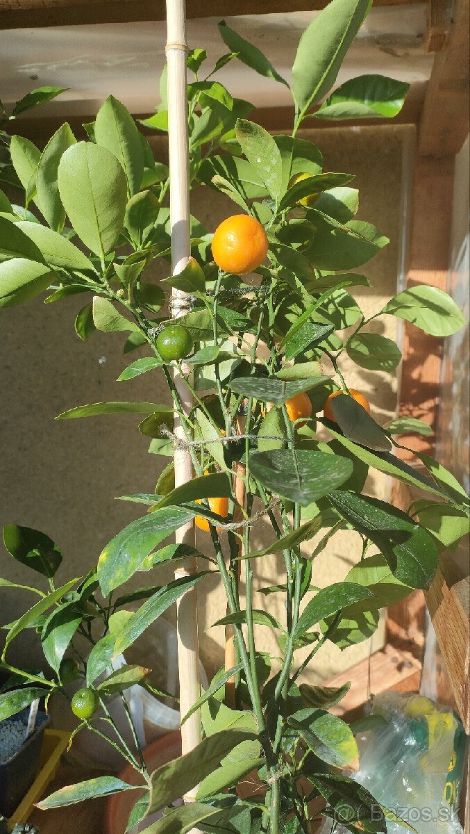 Mandarínka, calamondin citrus