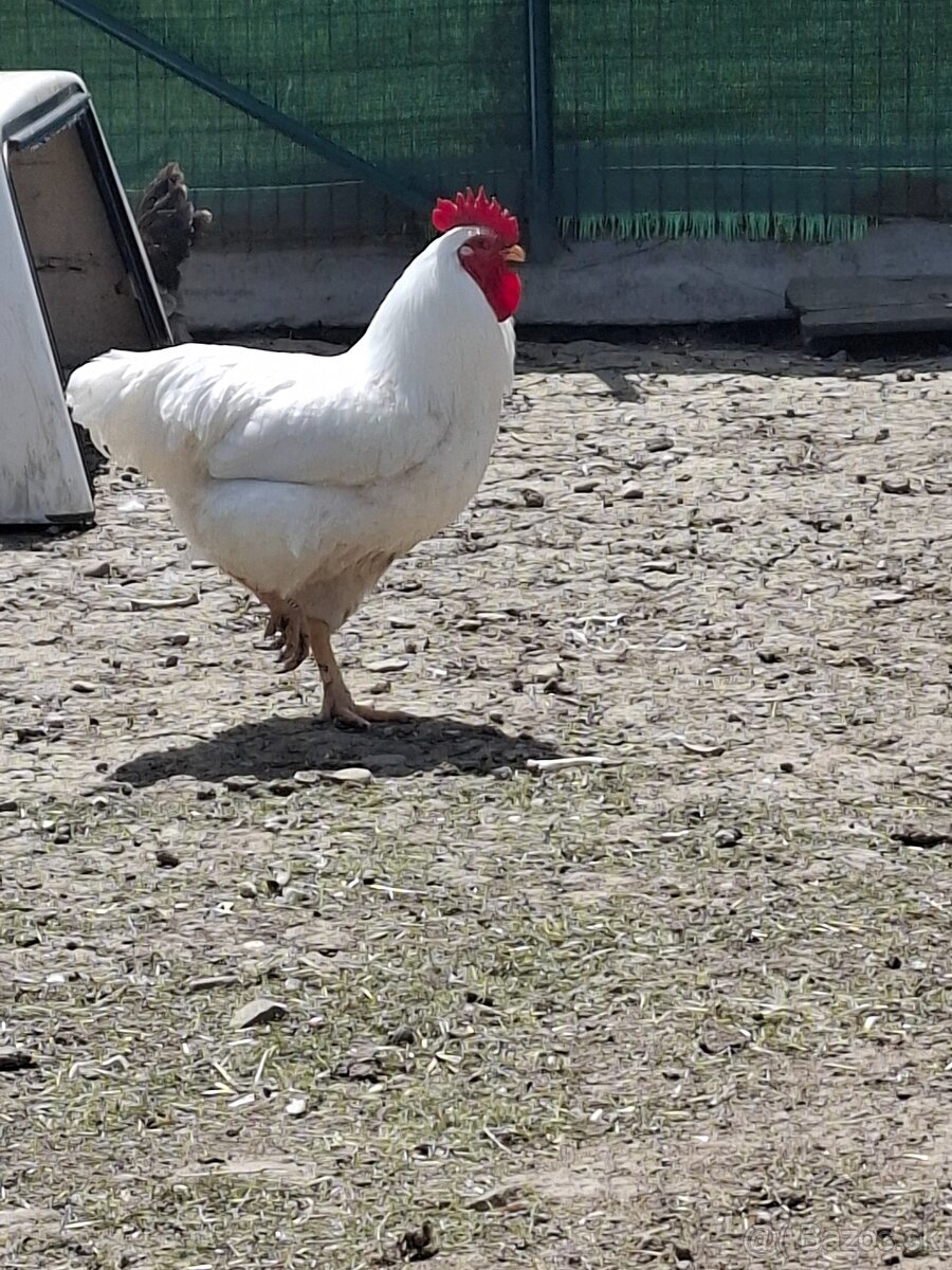 Kohut Plymutka buela