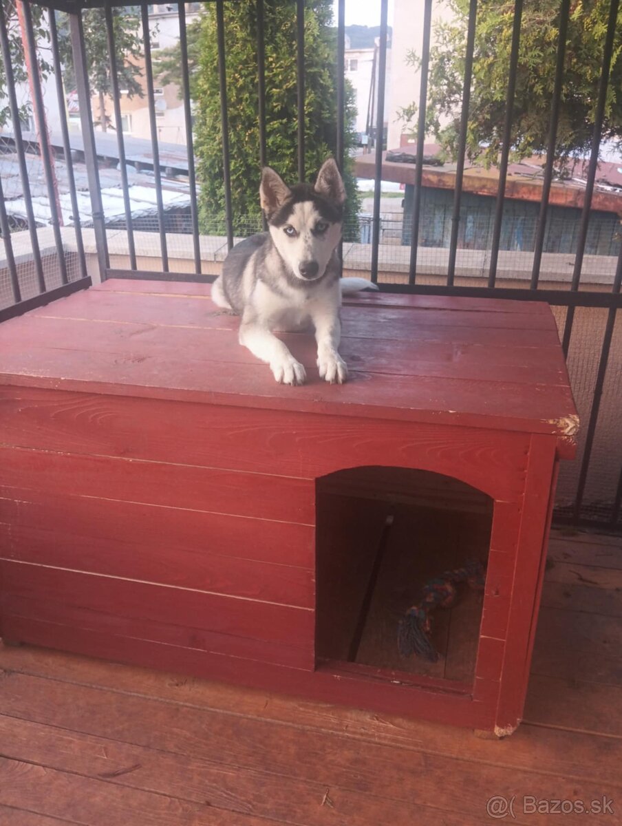 Predám sibírsky husky
