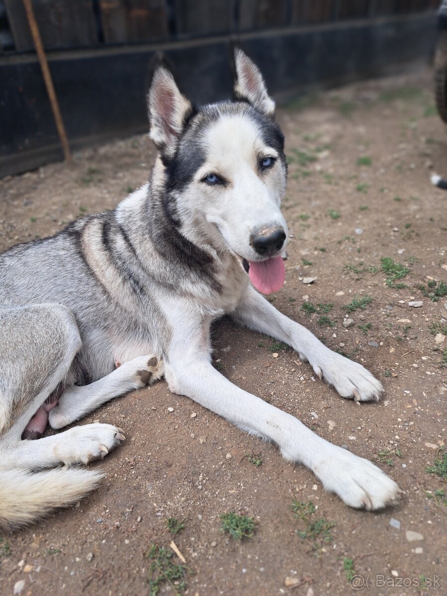 Steniatka sibírsky husky
