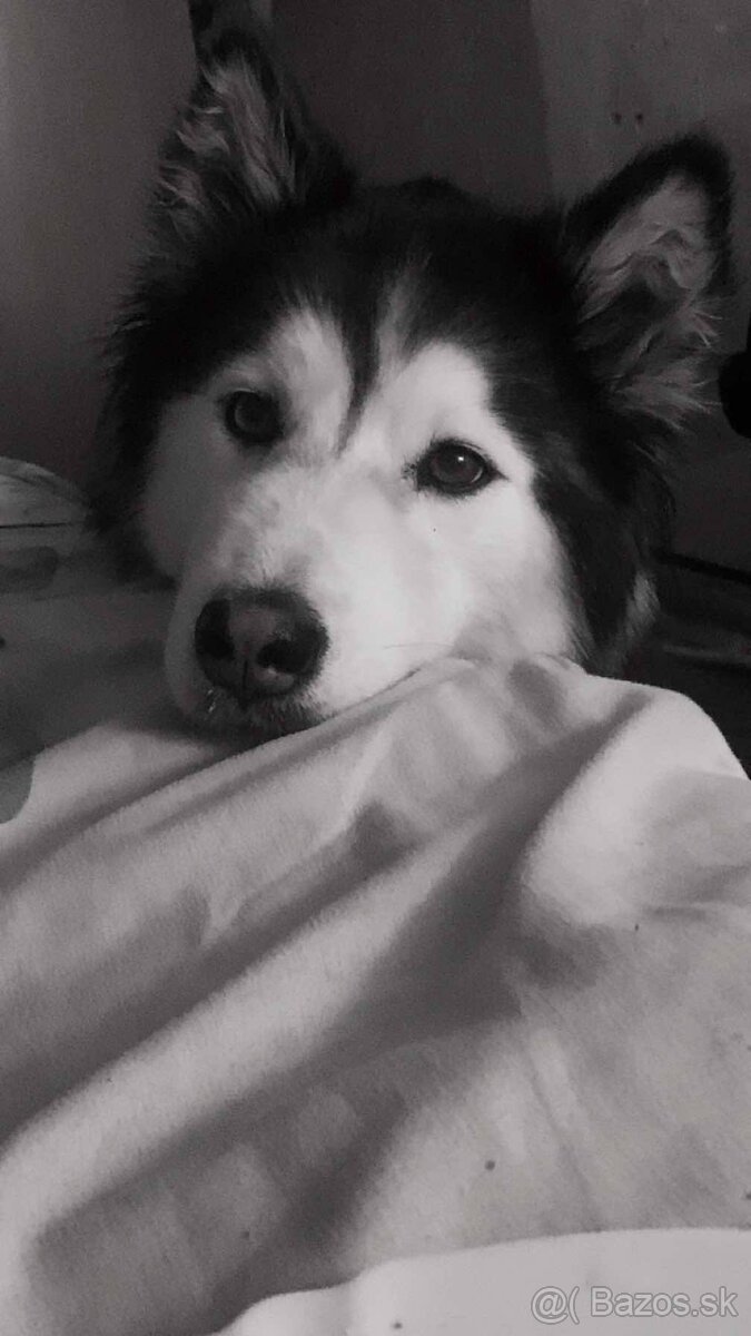 SÚRNE DARUJEM FENU HUSKY