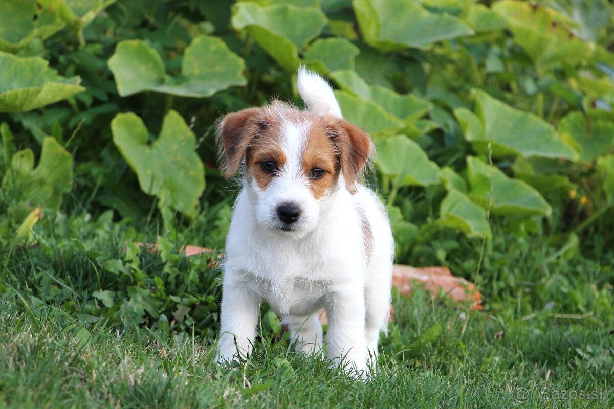 JRT Jack Russell Terier  FCI s PP