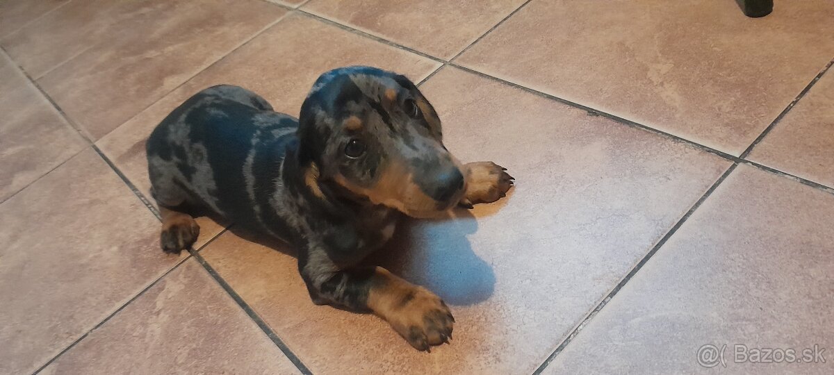 Merle