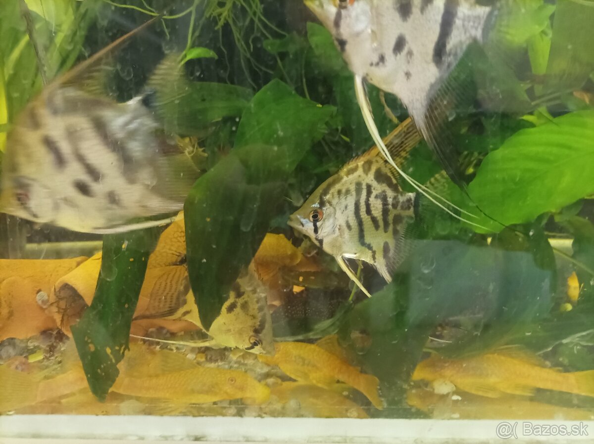 Predám leopardie skalare