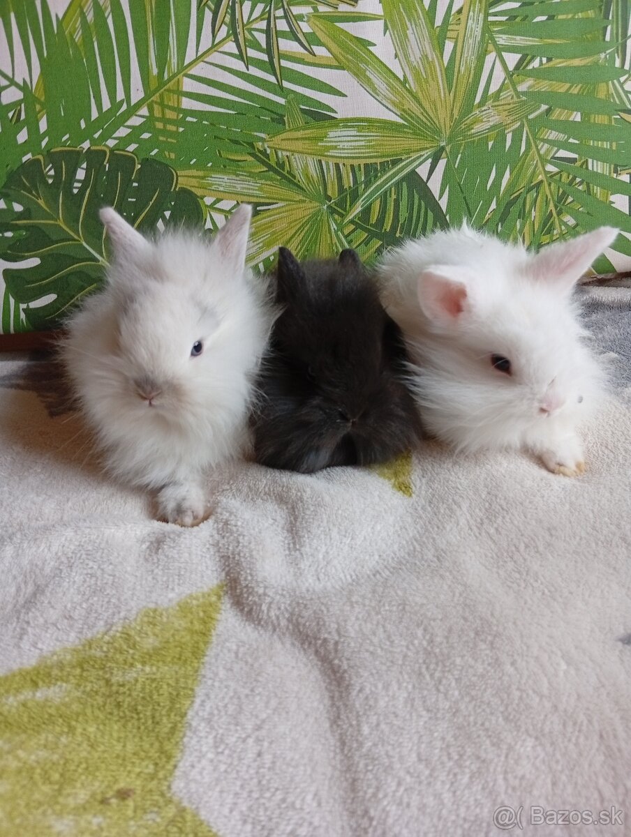 Zdrobnené zakrslé zajačiky