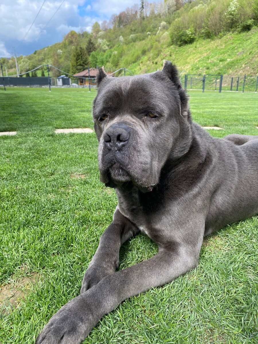 Cane corso krytie