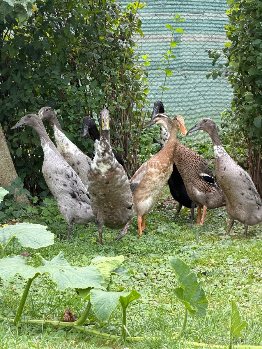 Indický bežec