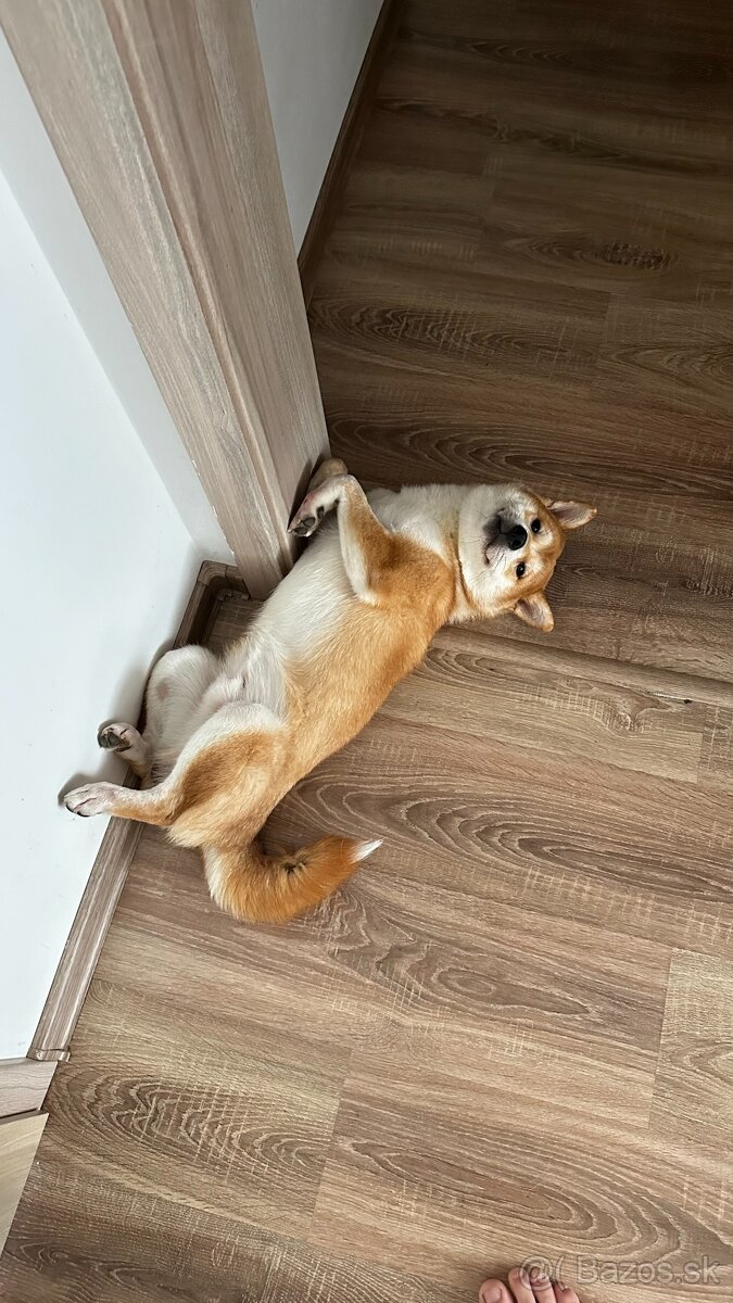 Shiba Inu
