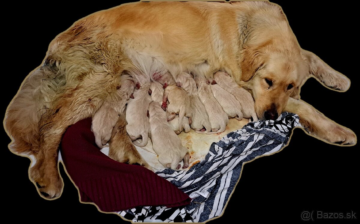 Zlatý Retriever --- Príjmeme rezervácie