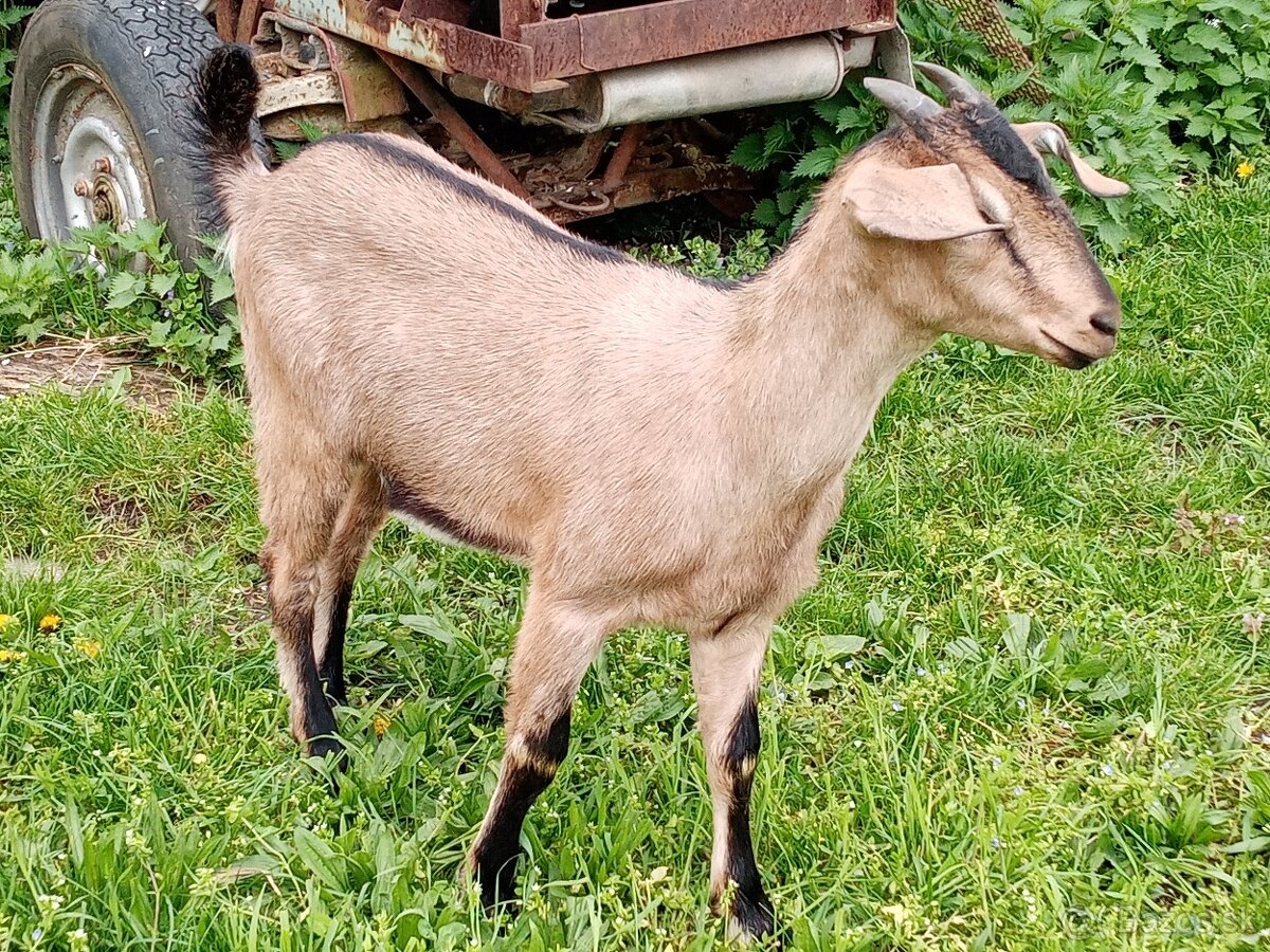 Kozľatá