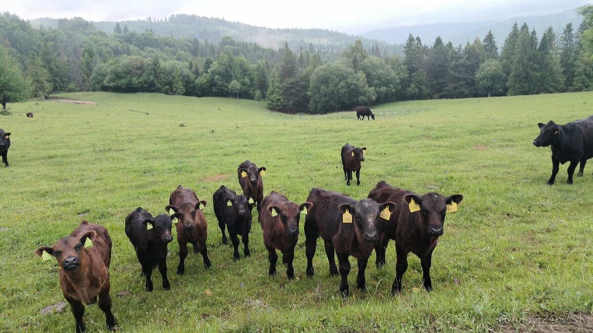 Aberdeen Angus