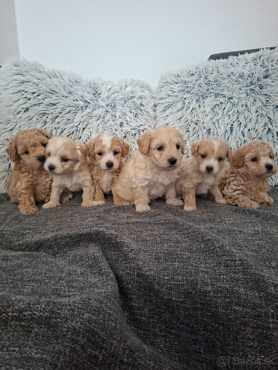Maltipoo