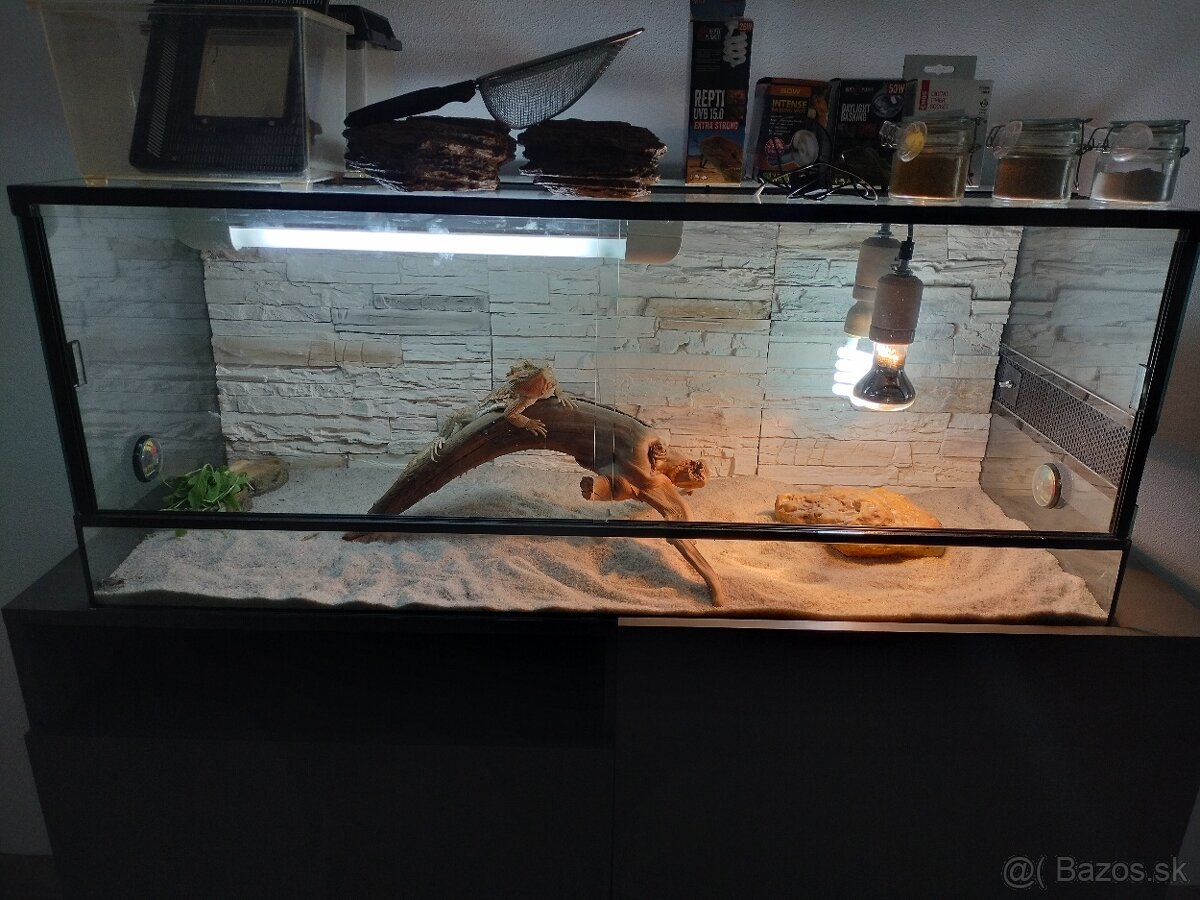 Kompet terarium a agamka