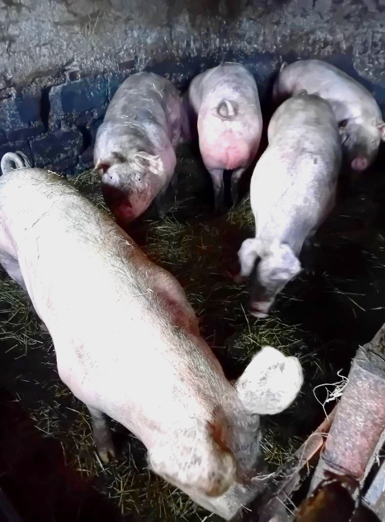 Jatočné ošípané - predaj