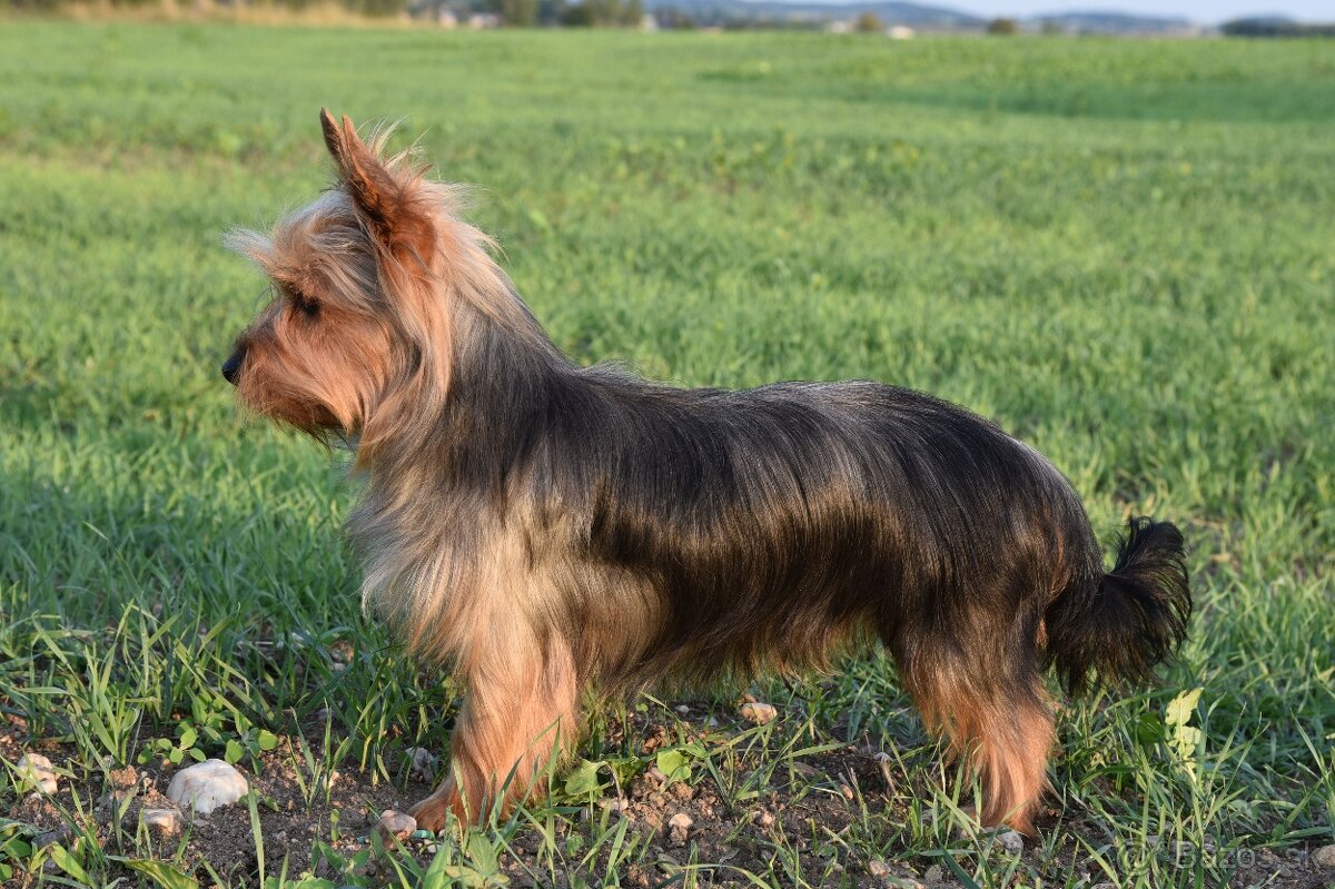 Austrálsky hodvábny teriér