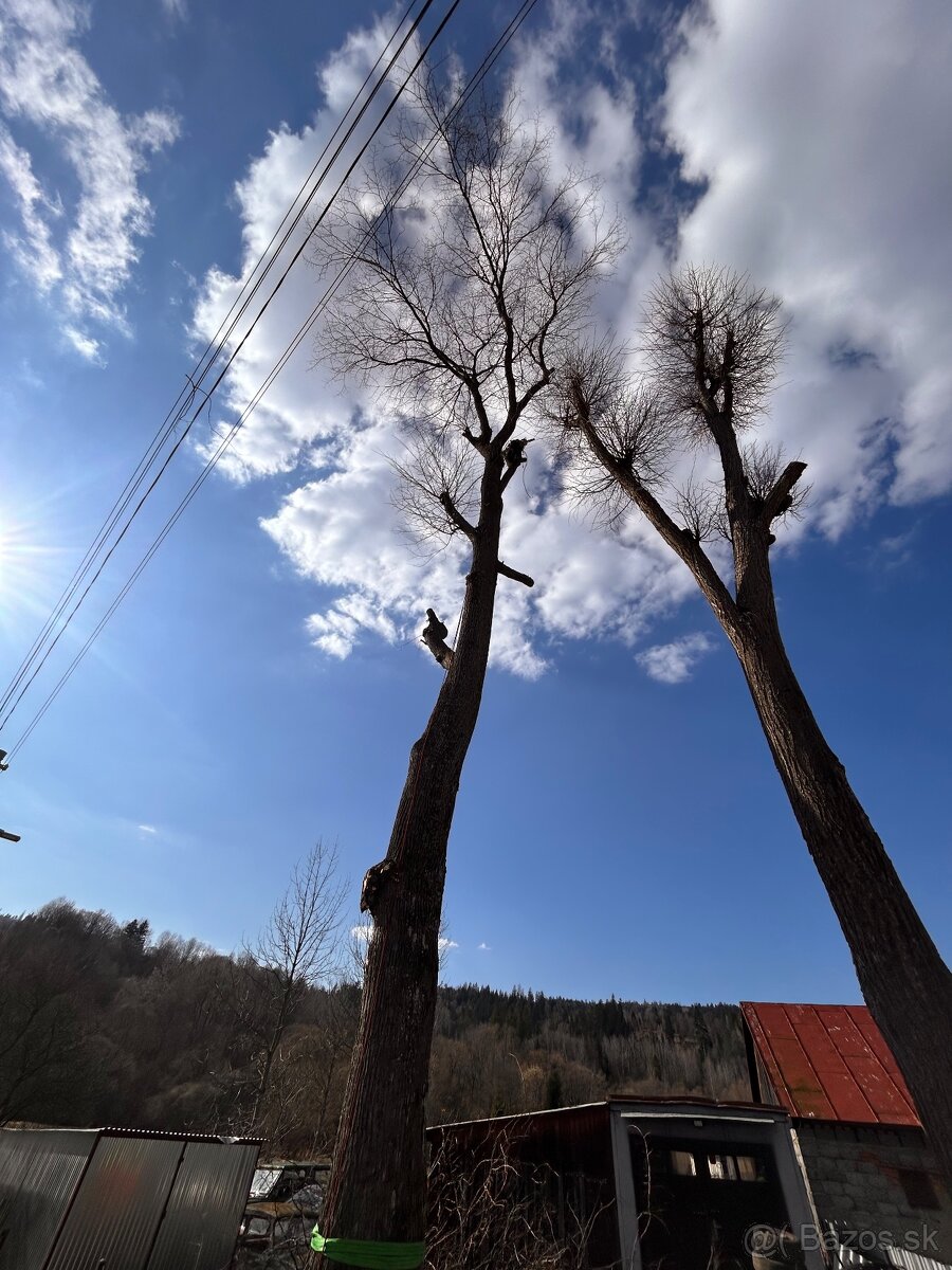 Orez a výrub rizikových stromov