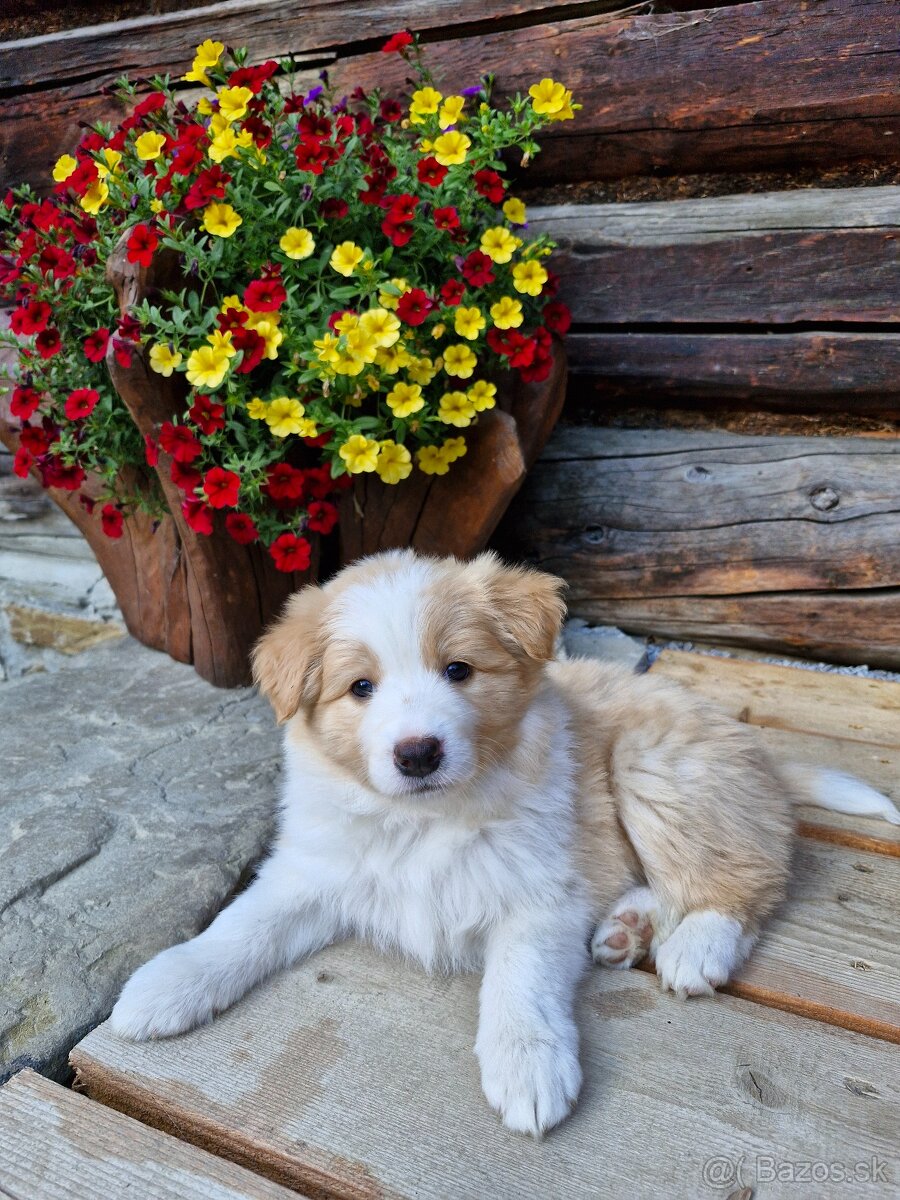 Ee-red Border Collie s PP
