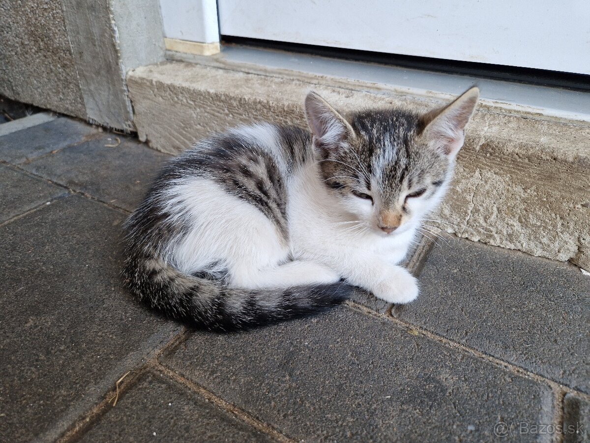 Tri biele maciatka