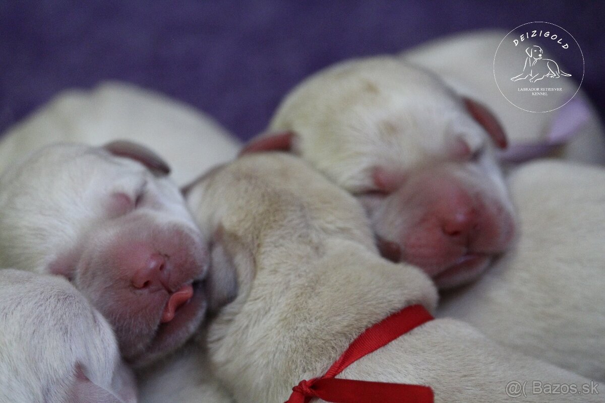 Labrador retriever  s rodokmeňom pôvodu