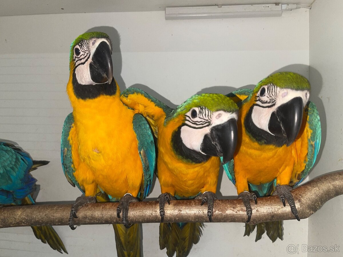 💛💙💛💙mláďatká Ara Ararauna 💛💙💛💙