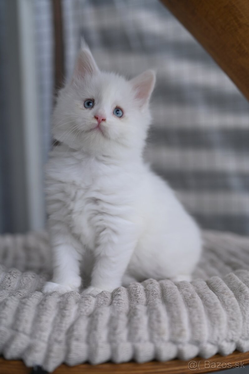 Mainská mývalia - maine coon - MCO - modrooká mačička TES