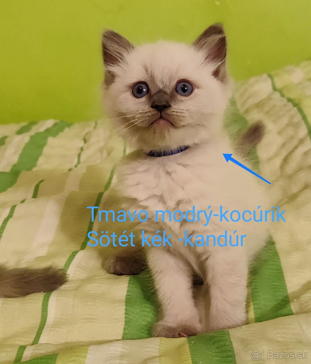 Ragdoll mačičky bez PP