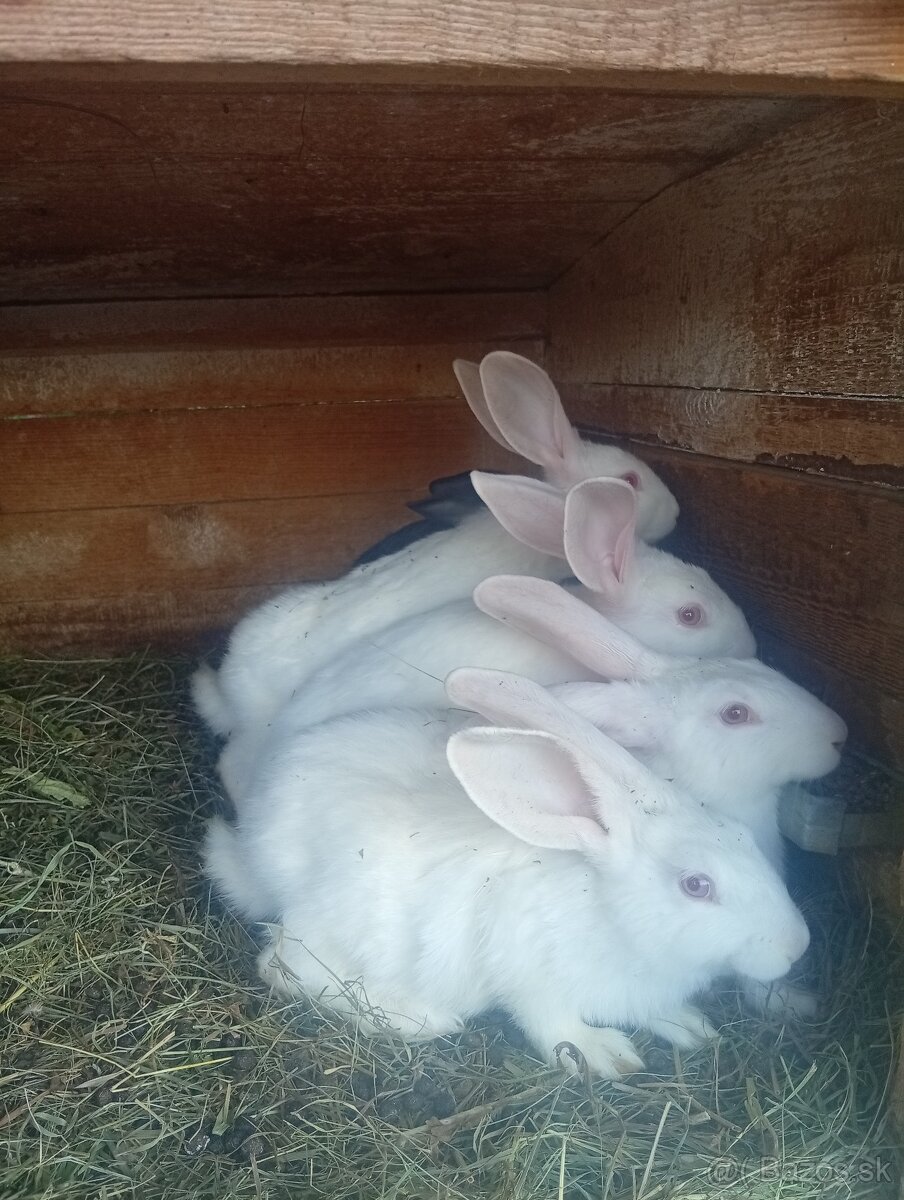 Králiky hyla