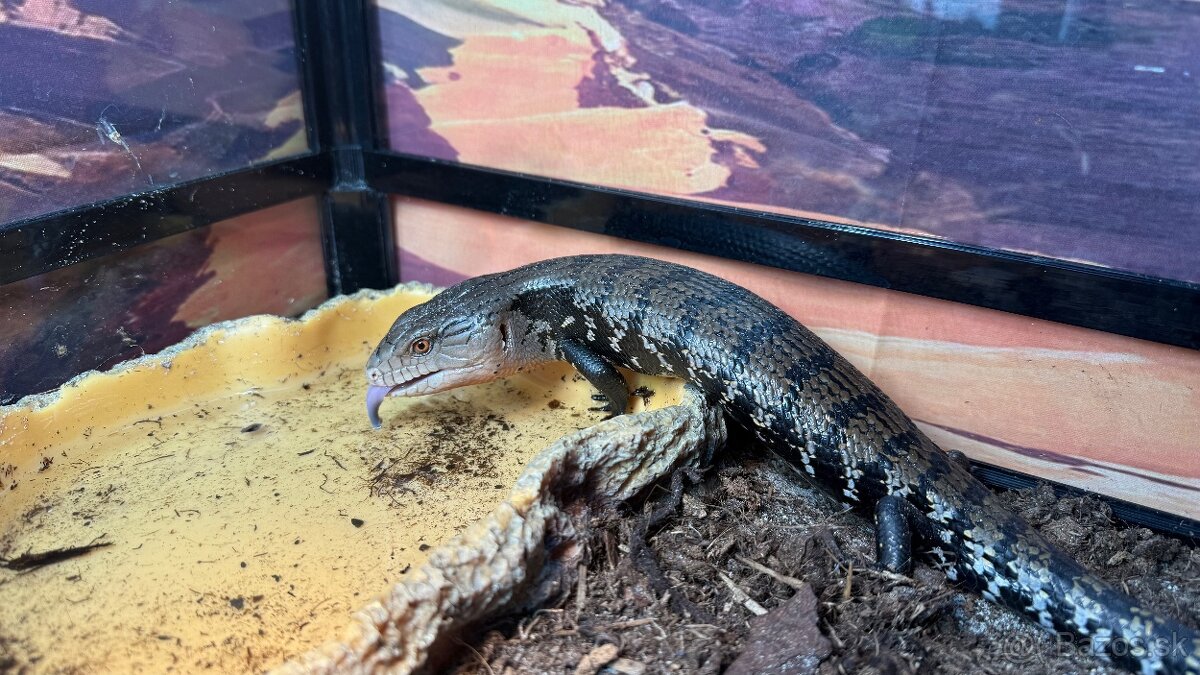 Tiliqua gigas evanescens -tilikva scink
